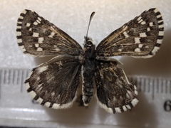 Pyrgus centaureae