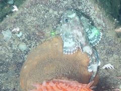 Malacocottus zonurus