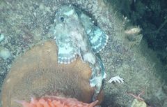 Malacocottus zonurus