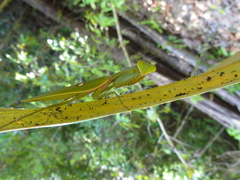 Rhombodera