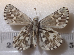 Pyrgus centaureae