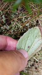 Rugelia nudicaulis