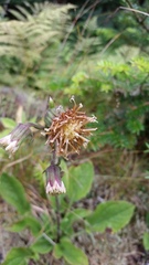 Rugelia nudicaulis