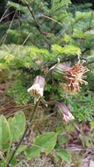 Rugelia nudicaulis