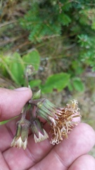 Rugelia nudicaulis