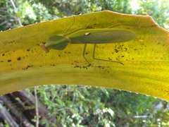 Rhombodera