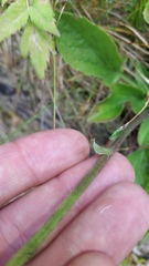 Rugelia nudicaulis