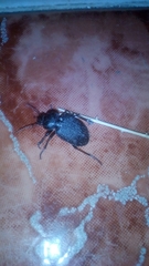 Licinus