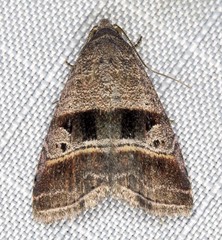 Ozarba punctigera