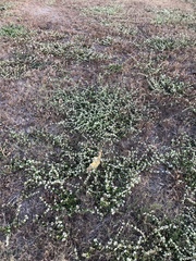 Alternanthera ficoidea