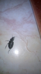 Licinus