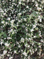 Alternanthera ficoidea