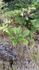 Rugelia nudicaulis