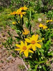 Flourensia thurifera