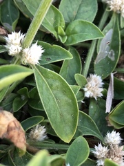 Alternanthera ficoidea