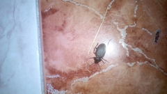 Licinus