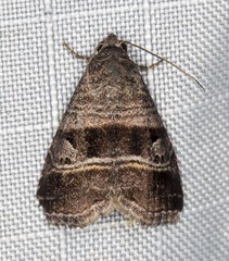 Ozarba punctigera