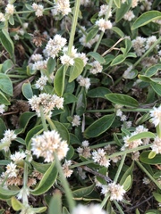 Alternanthera ficoidea