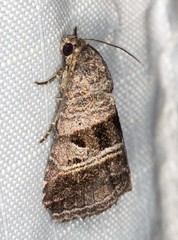 Ozarba punctigera