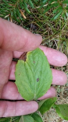 Rugelia nudicaulis