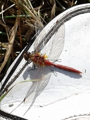 Sympetrum pallipes
