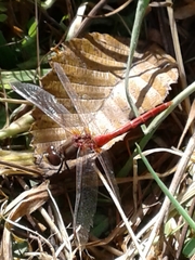 Sympetrum pallipes