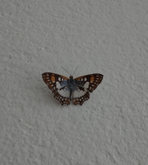 Ariconias glaphyra