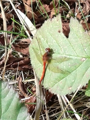 Sympetrum pallipes
