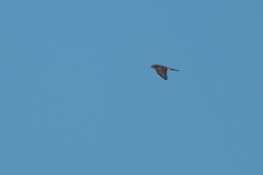 Accipiter striatus