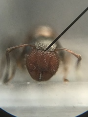 Colobopsis impressa