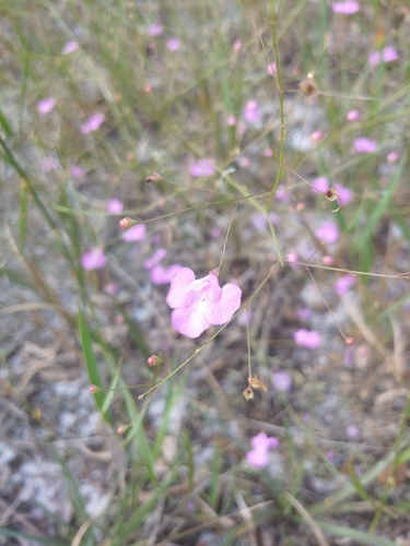 Agalinis divaricata image