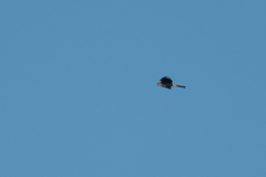 Accipiter striatus