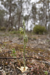 Pterostylis ciliata
