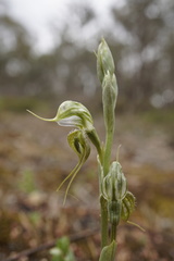 Pterostylis ciliata