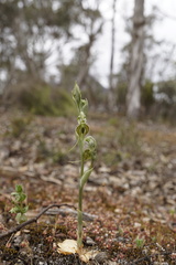 Pterostylis ciliata