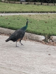 Pavo