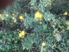 Cosmos sulphureus