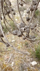 Eucalyptus incrassata