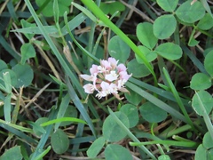 Trifolium repens