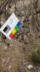 Eucalyptus incrassata