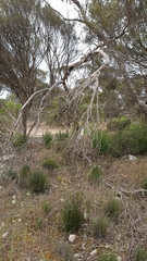 Eucalyptus incrassata