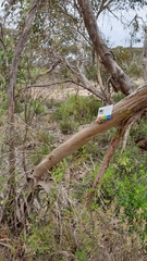 Eucalyptus incrassata