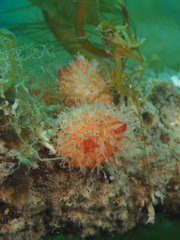 Boltenia echinata