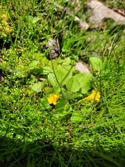 Erythranthe glabrata