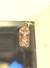 Acleris celiana