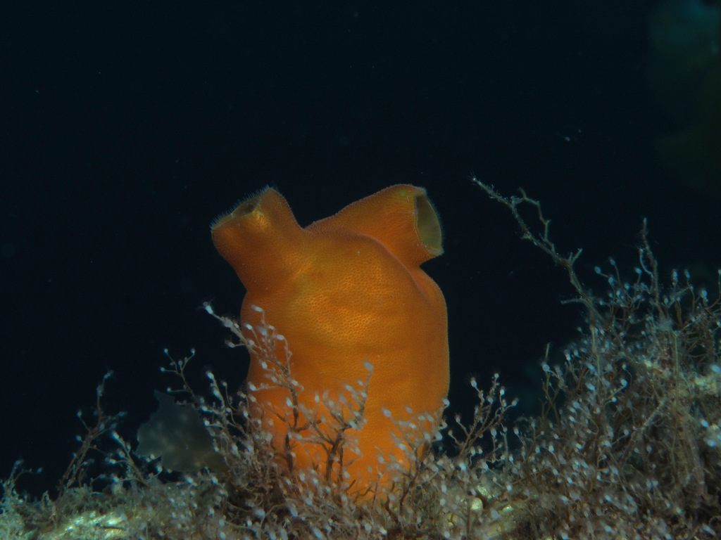 Sea Peach