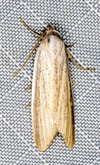 Prionopterina grammatistis