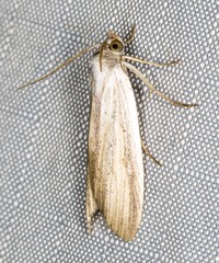 Prionopterina grammatistis