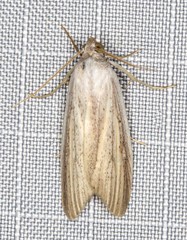 Prionopterina grammatistis