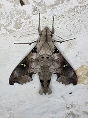 Madoryx oiclus